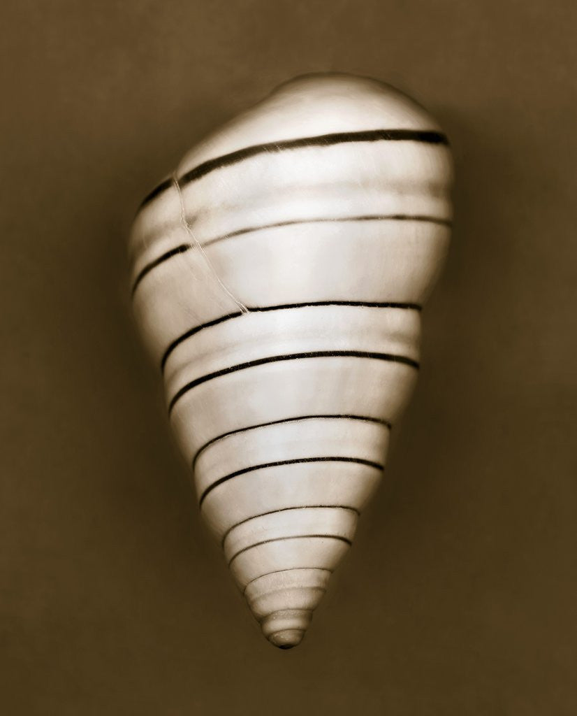 Detail of Candy Cane Shell by Anonymous