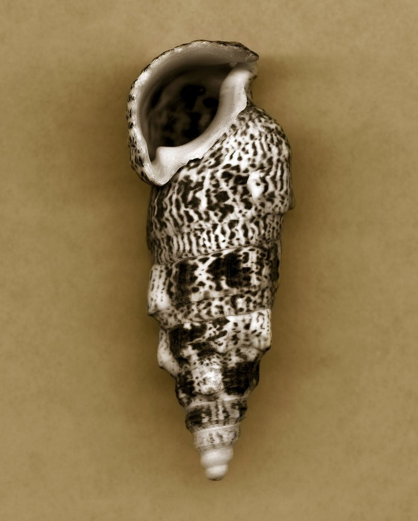 Detail of Cerithium Shell by Anonymous