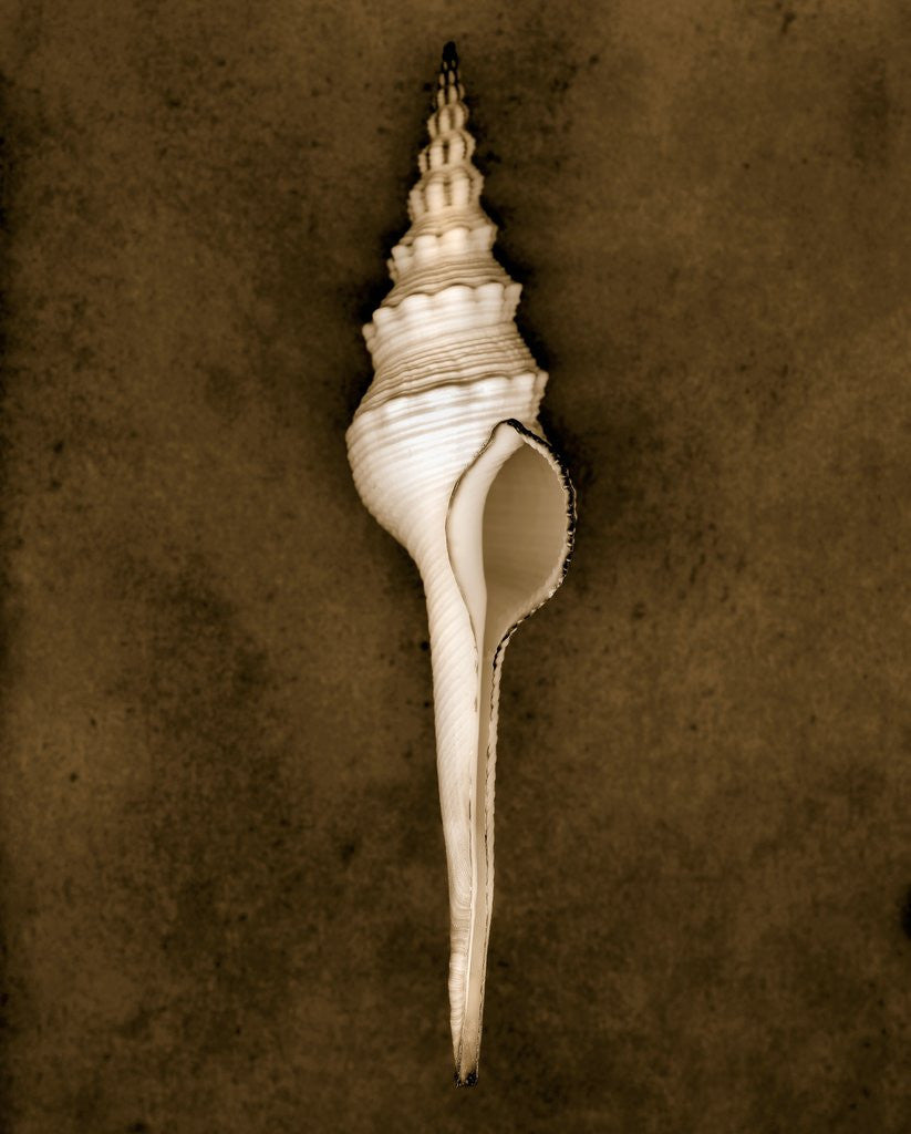 Detail of Spindle Shell by Anonymous