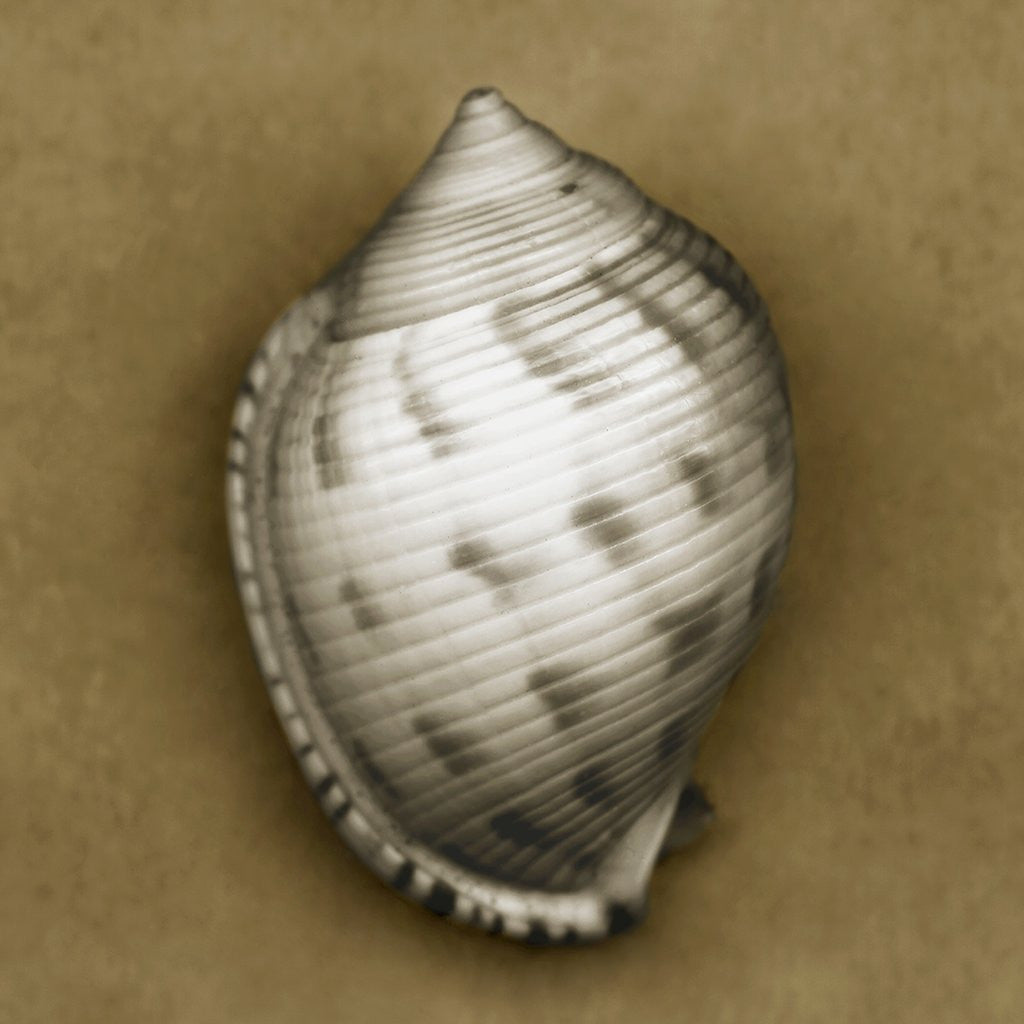 Detail of Spotted Bonnet Shell by Anonymous