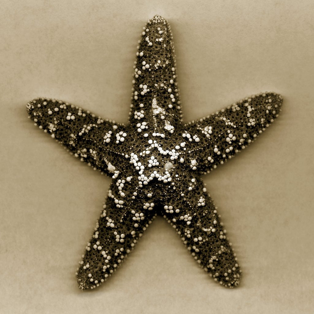 Detail of Sugar Starfish by Anonymous