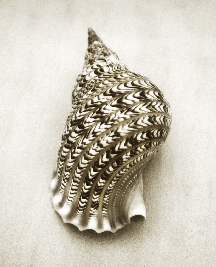 Detail of Triton Shell by Anonymous