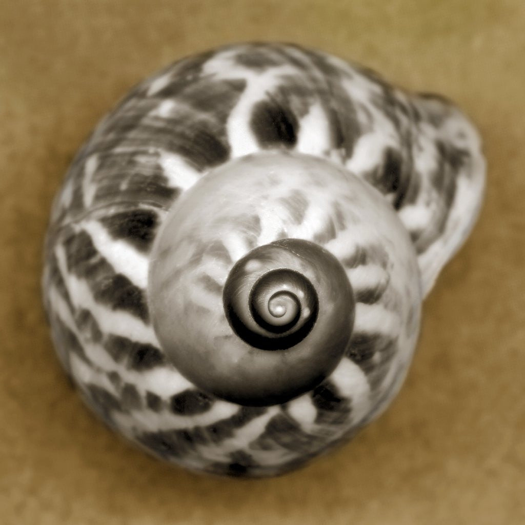 Detail of Tiger Snail by Anonymous