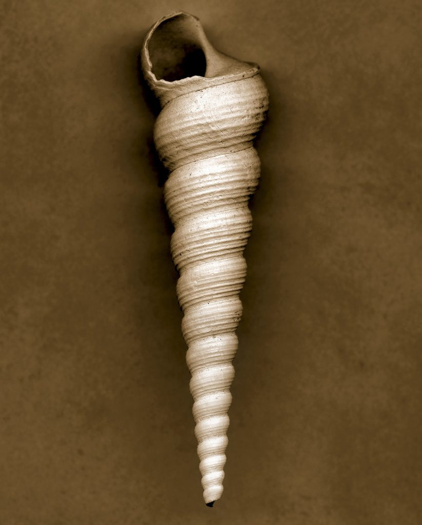 Detail of Unicorn Shell by Anonymous