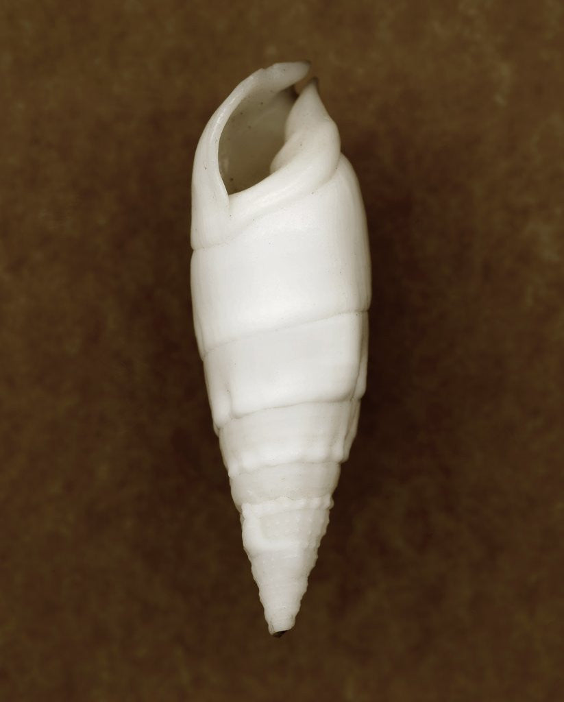 Detail of White Cerithium Shell by Anonymous