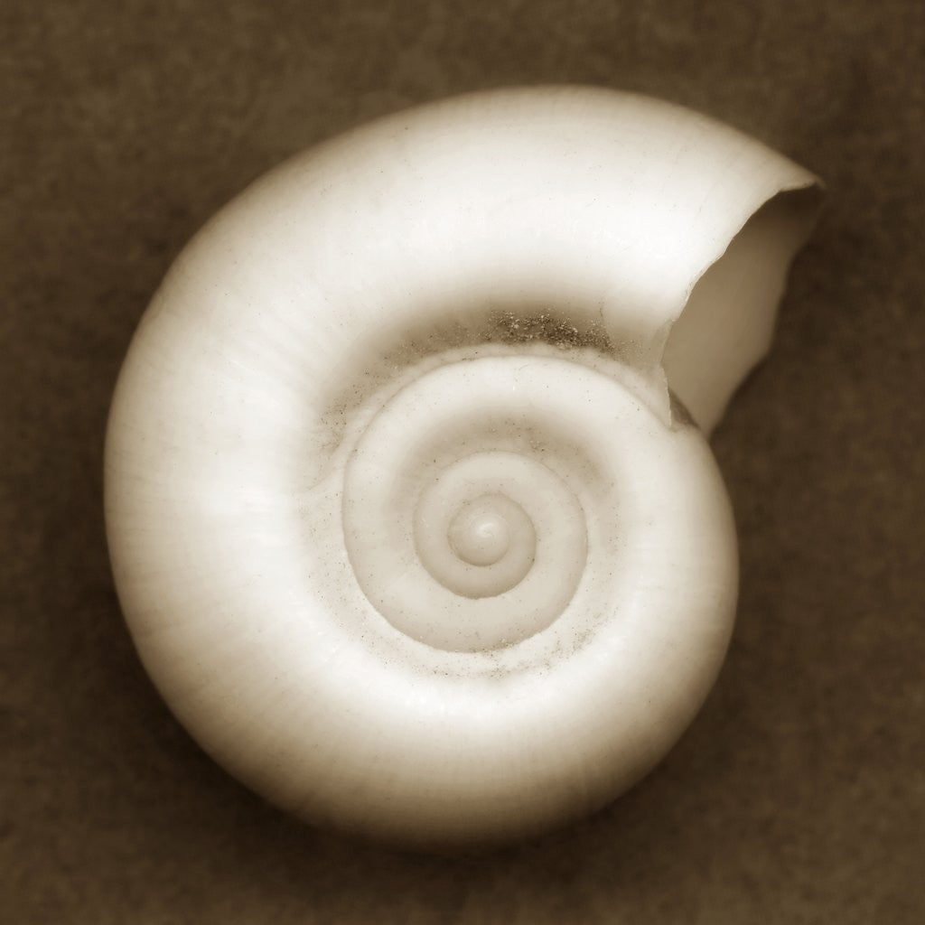 Detail of White Spiral Shell by Anonymous