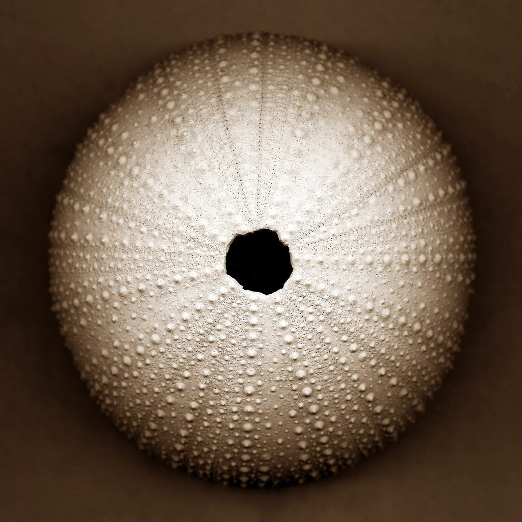 Detail of Sea Urchin by Anonymous
