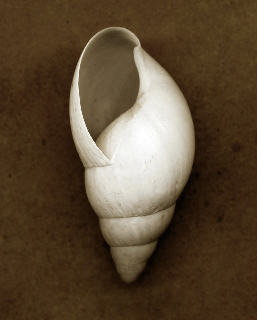 Detail of White Cornball Shell by Anonymous