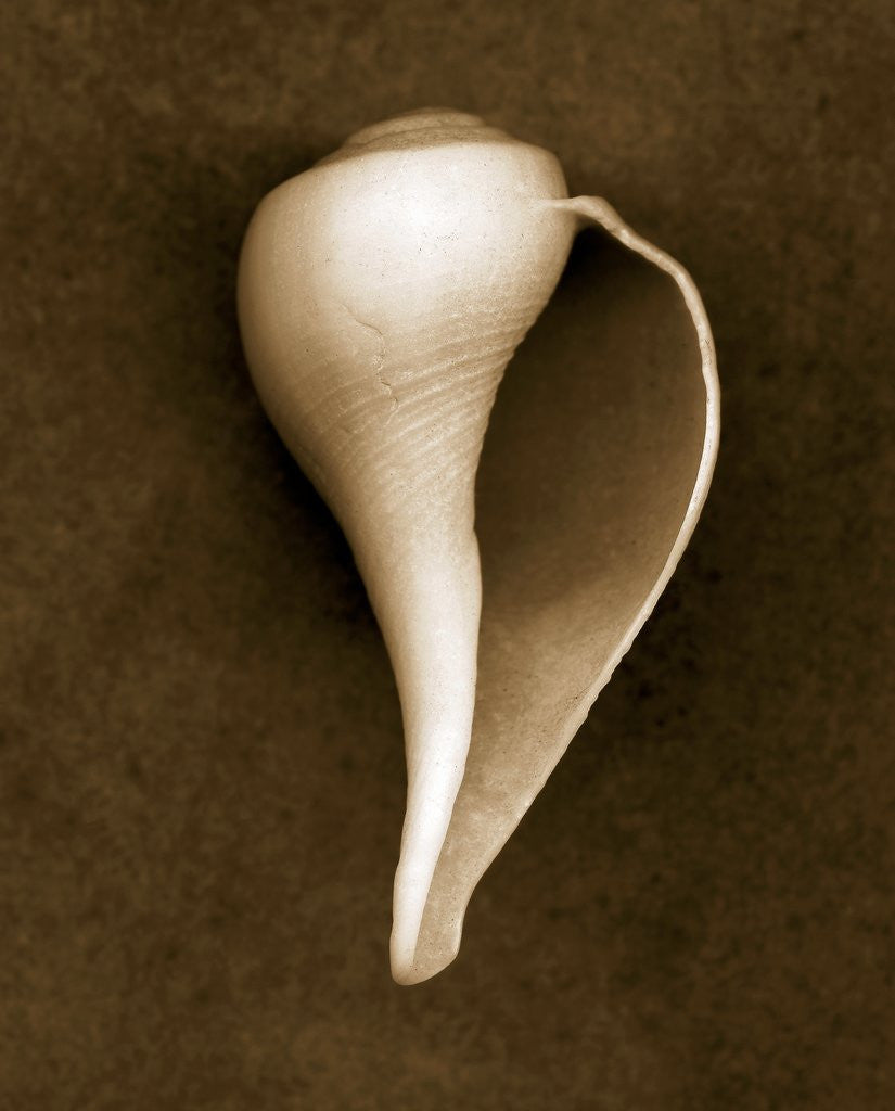 Detail of White Conch Shell by Corbis