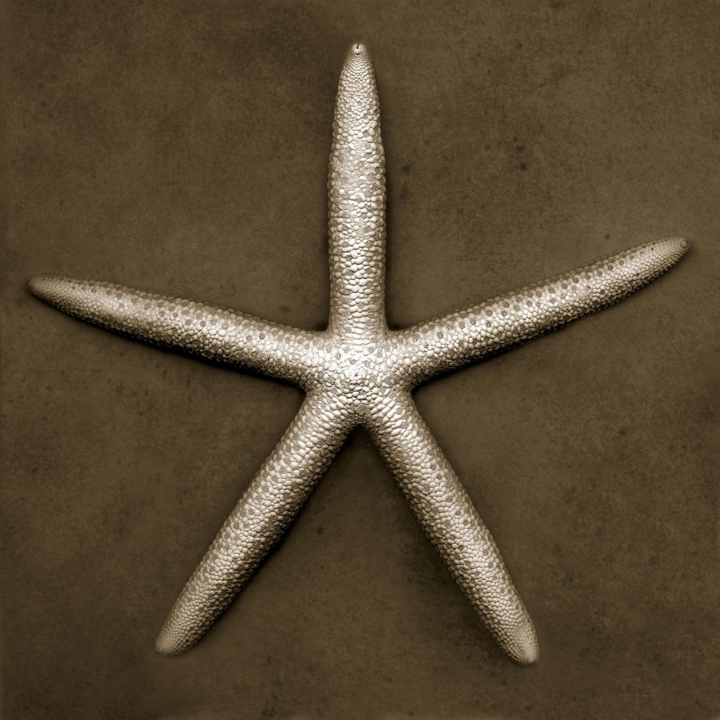 Detail of White Starfish by Anonymous