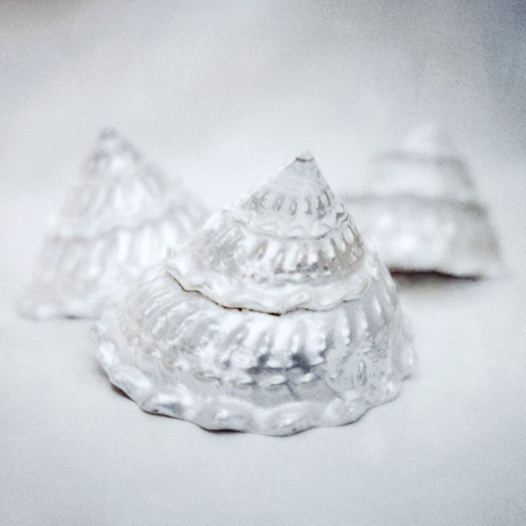 Detail of Pearlized Christmas Tree Shells by Anonymous