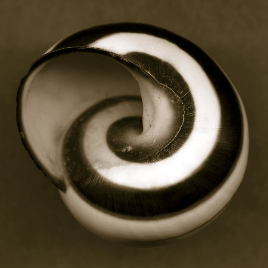 Detail of Yellow Tail Snail by Anonymous