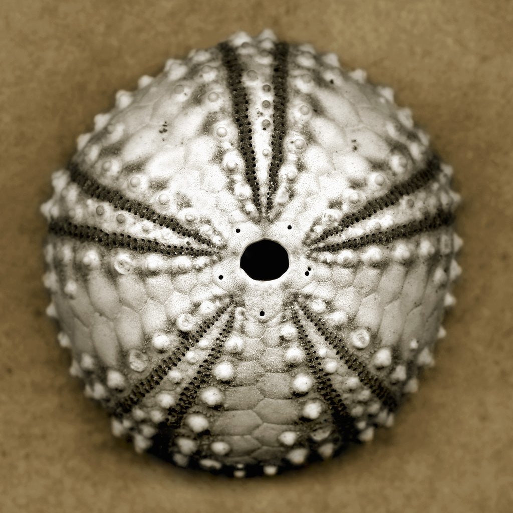 Detail of Deep Water Sea Urchin by Anonymous