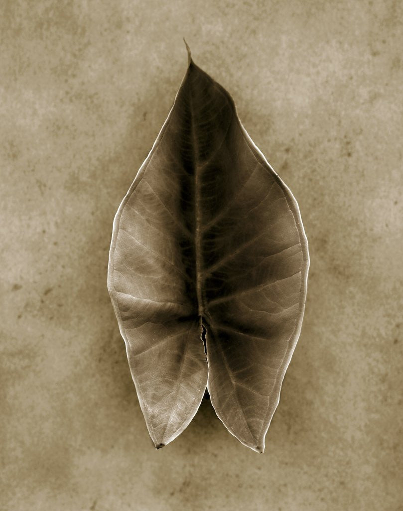 Detail of Elephant Ear by Anonymous