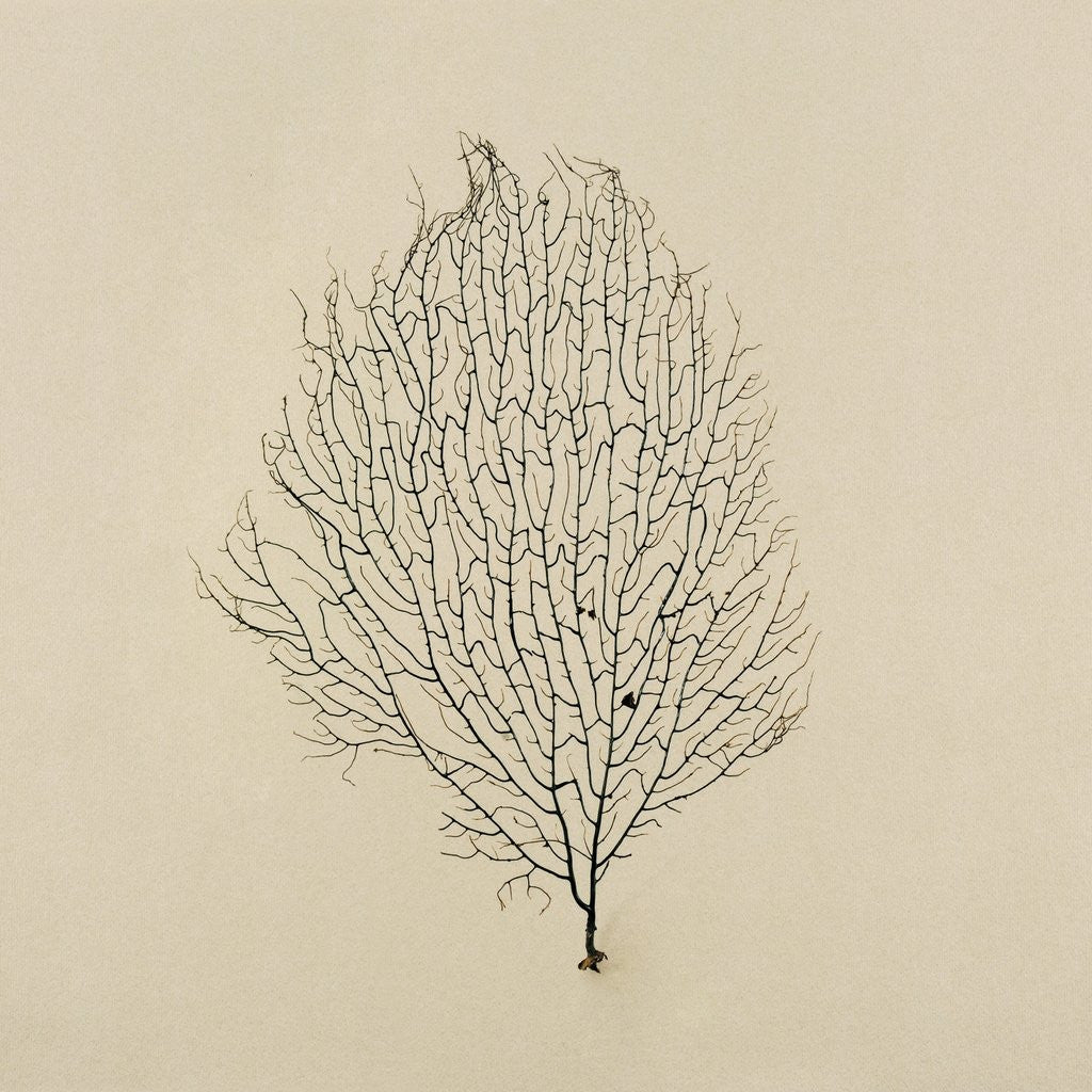 Detail of Sea Fan by Anonymous