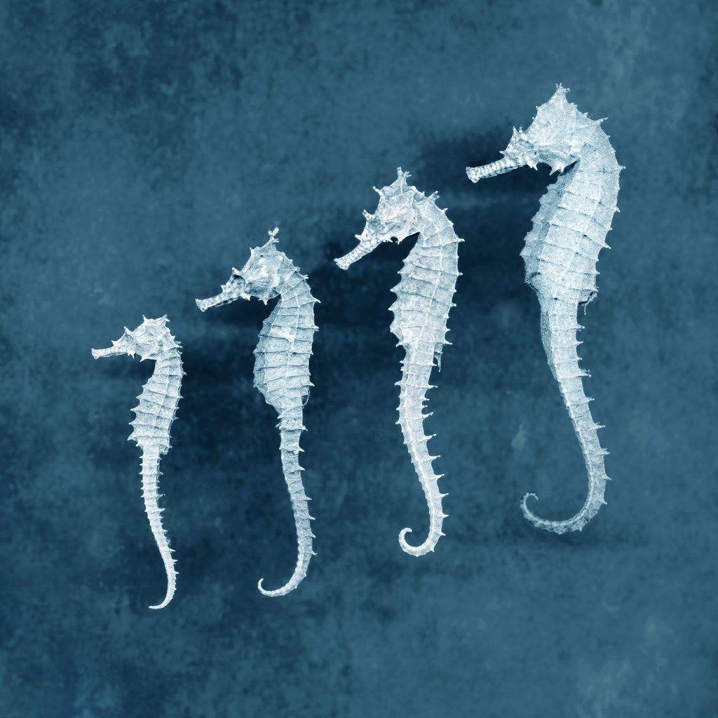 Detail of Sea Horses by Anonymous