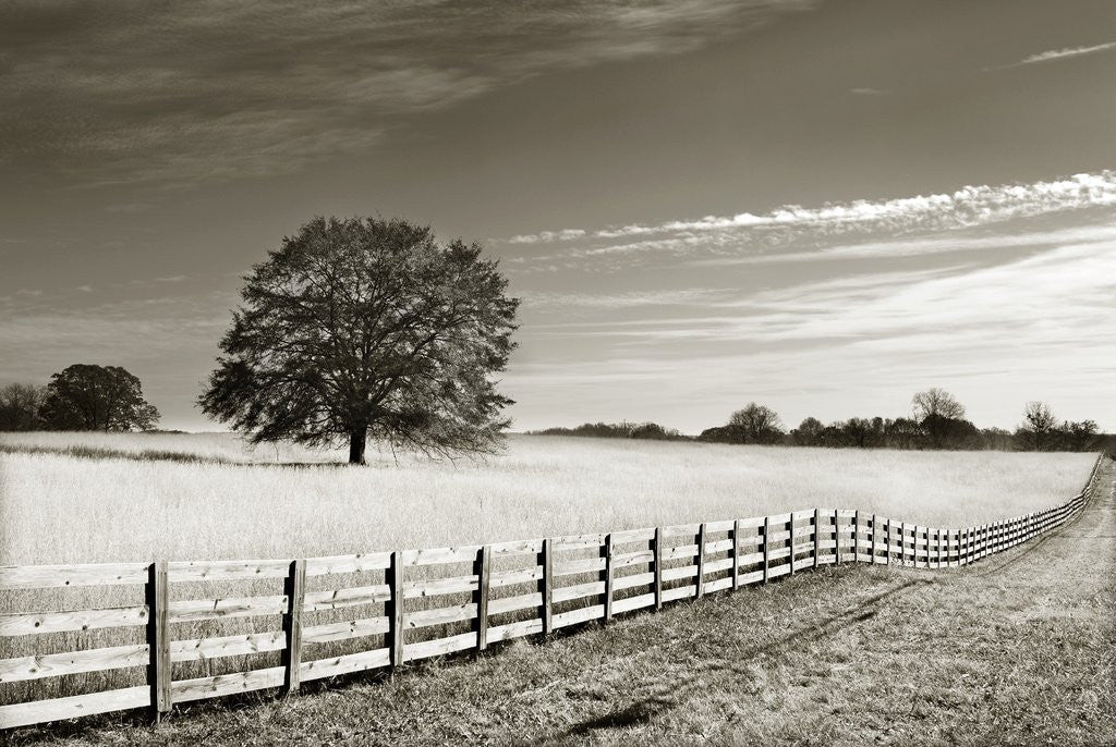 Detail of Newnan by Anonymous