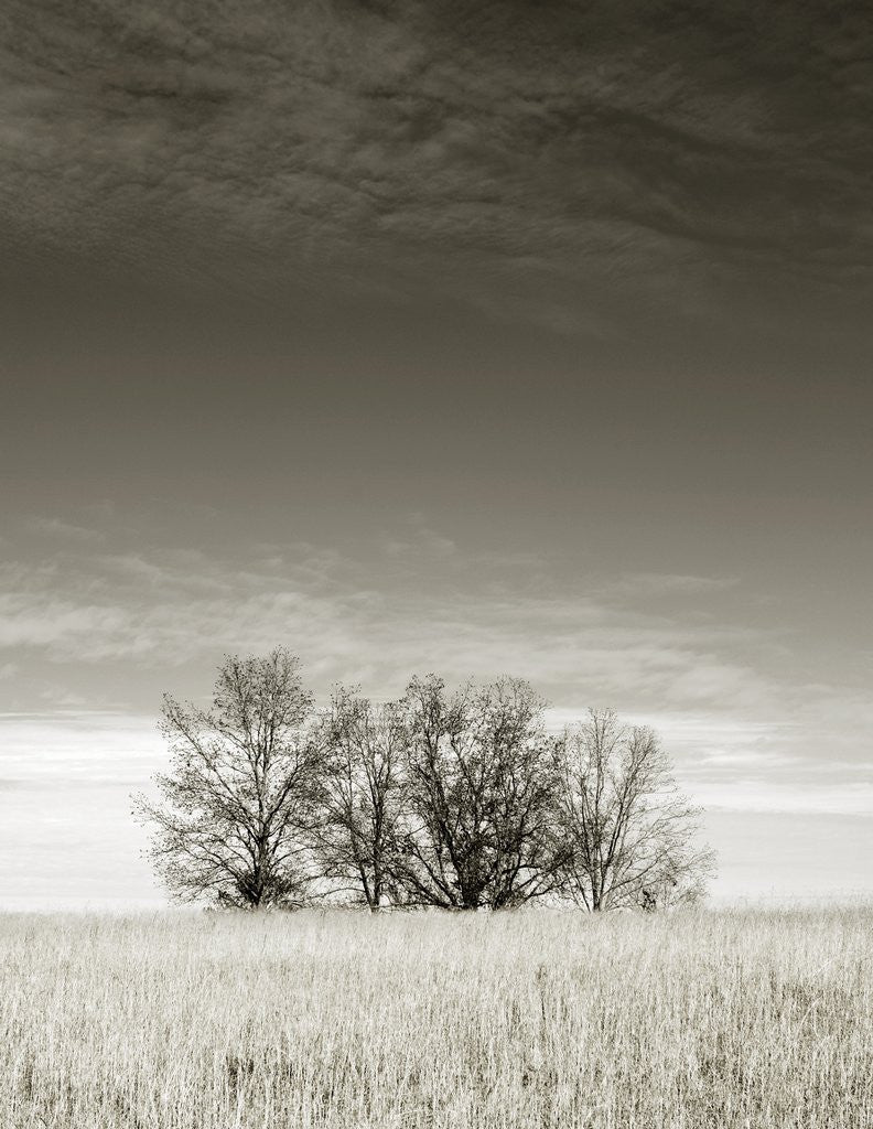 Detail of Newnan by Anonymous