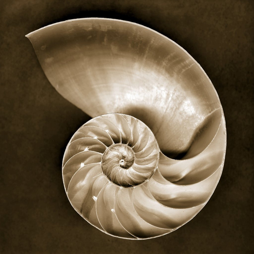 Detail of Half Nautilus by Anonymous