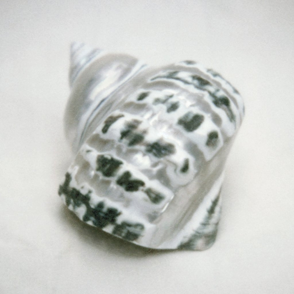 Detail of Pearlized Green Turban Shell by Anonymous