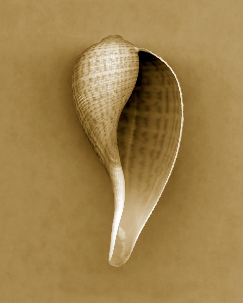 Detail of Graceful Fig Shell by Anonymous