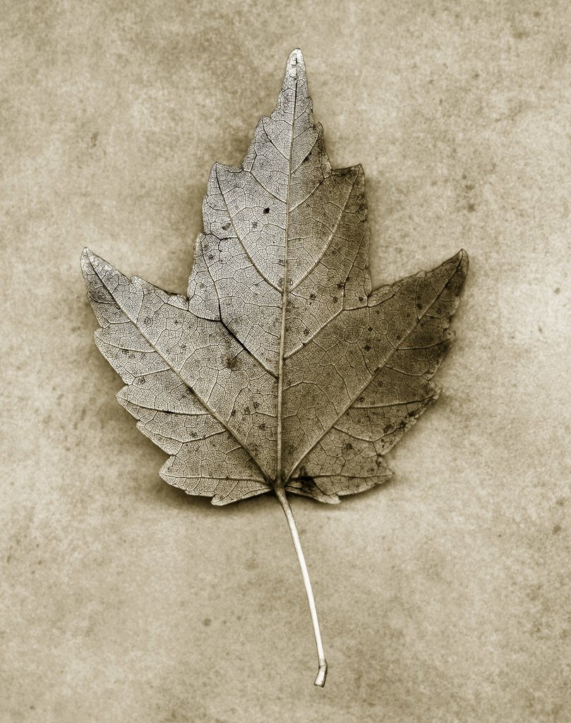 Detail of Maple Leaf by Anonymous