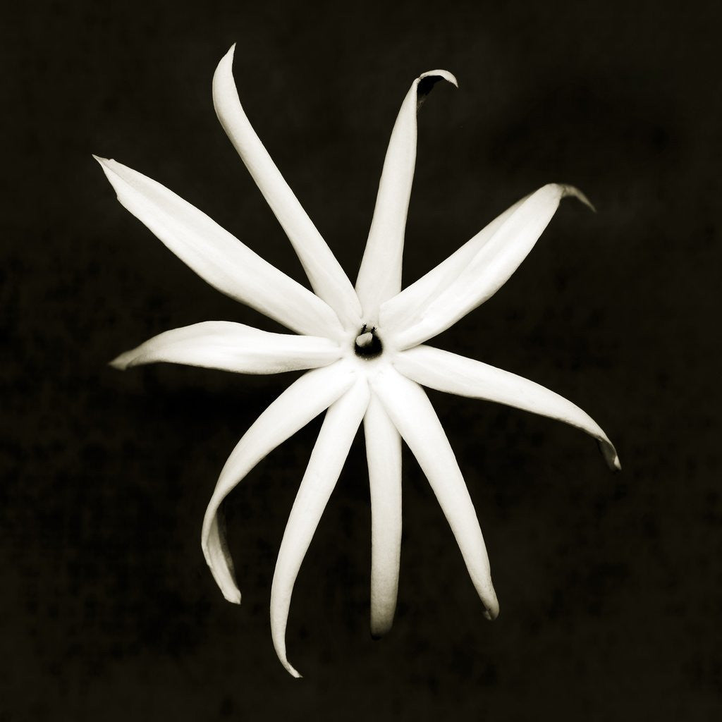 Detail of Jasmine by Anonymous