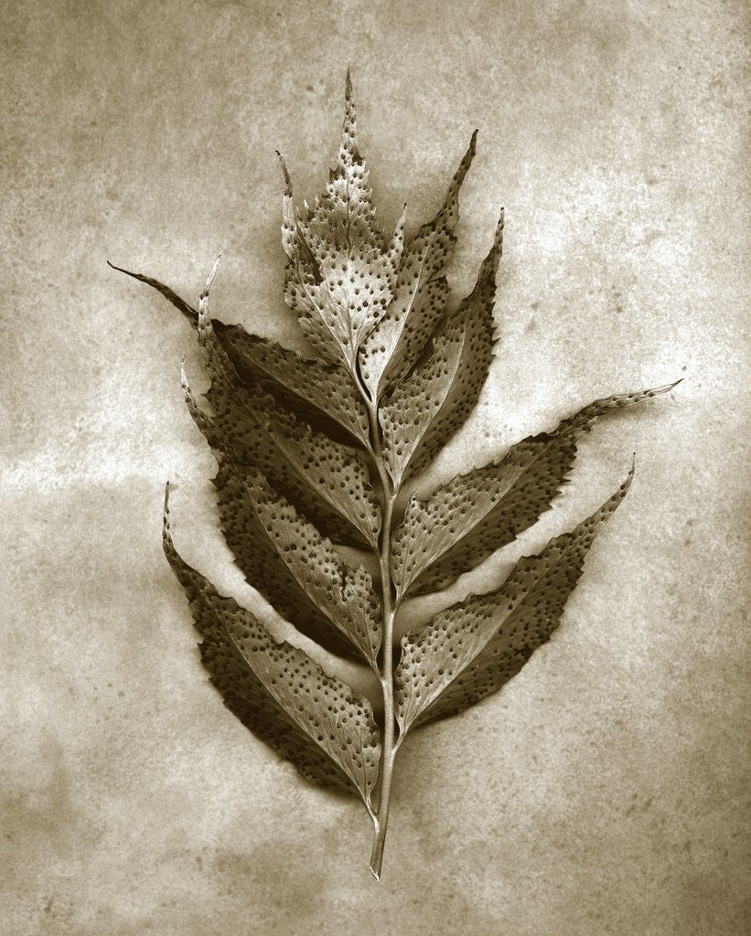 Detail of Holly Fern by Anonymous