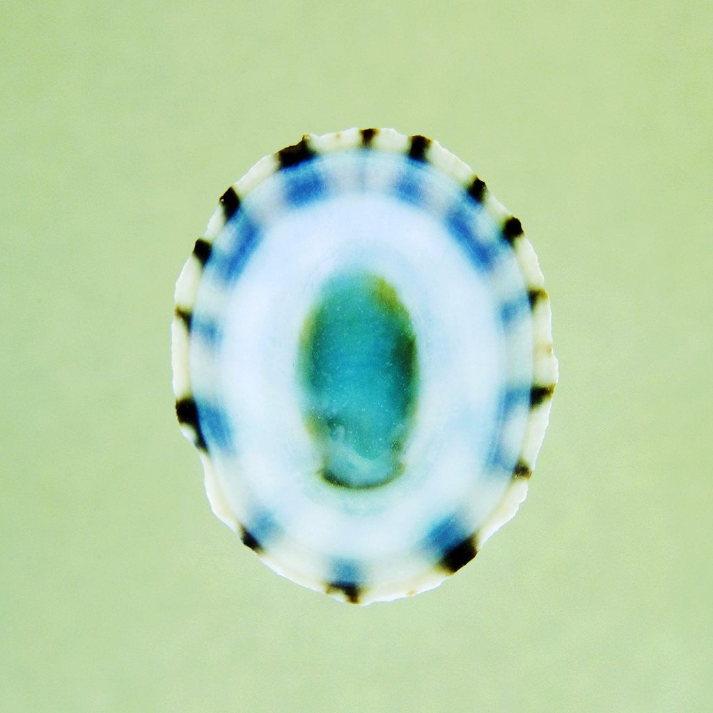 Detail of Limpit Shell by Anonymous