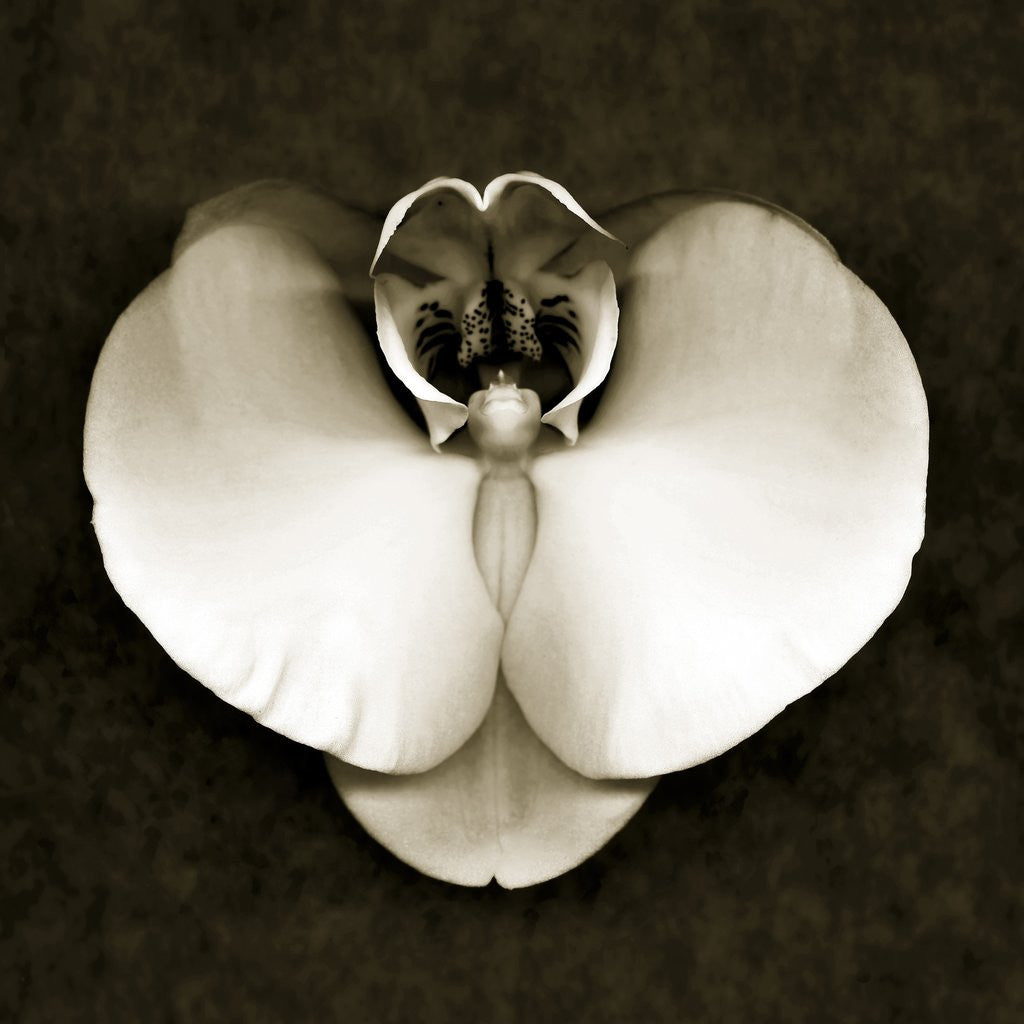 Detail of Orchid by Anonymous