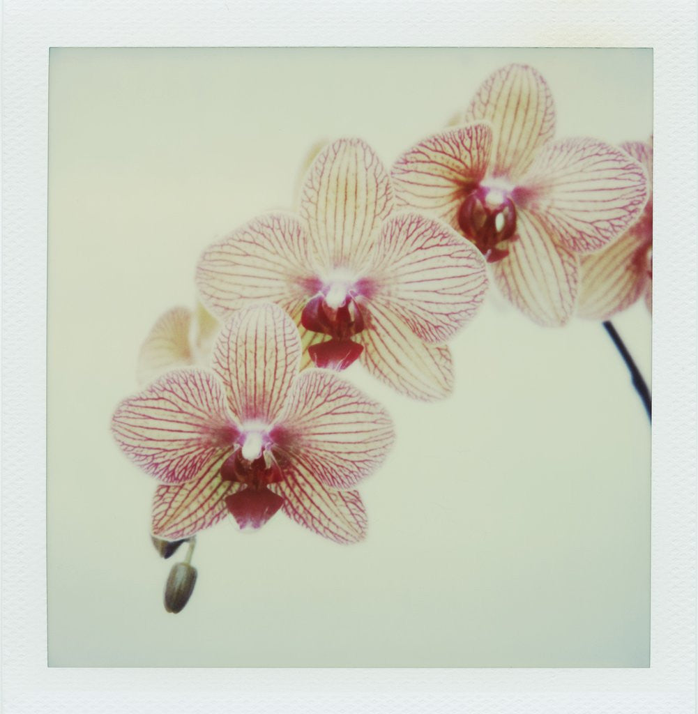 Detail of Balkan Kaleidoscope Orchid by Corbis