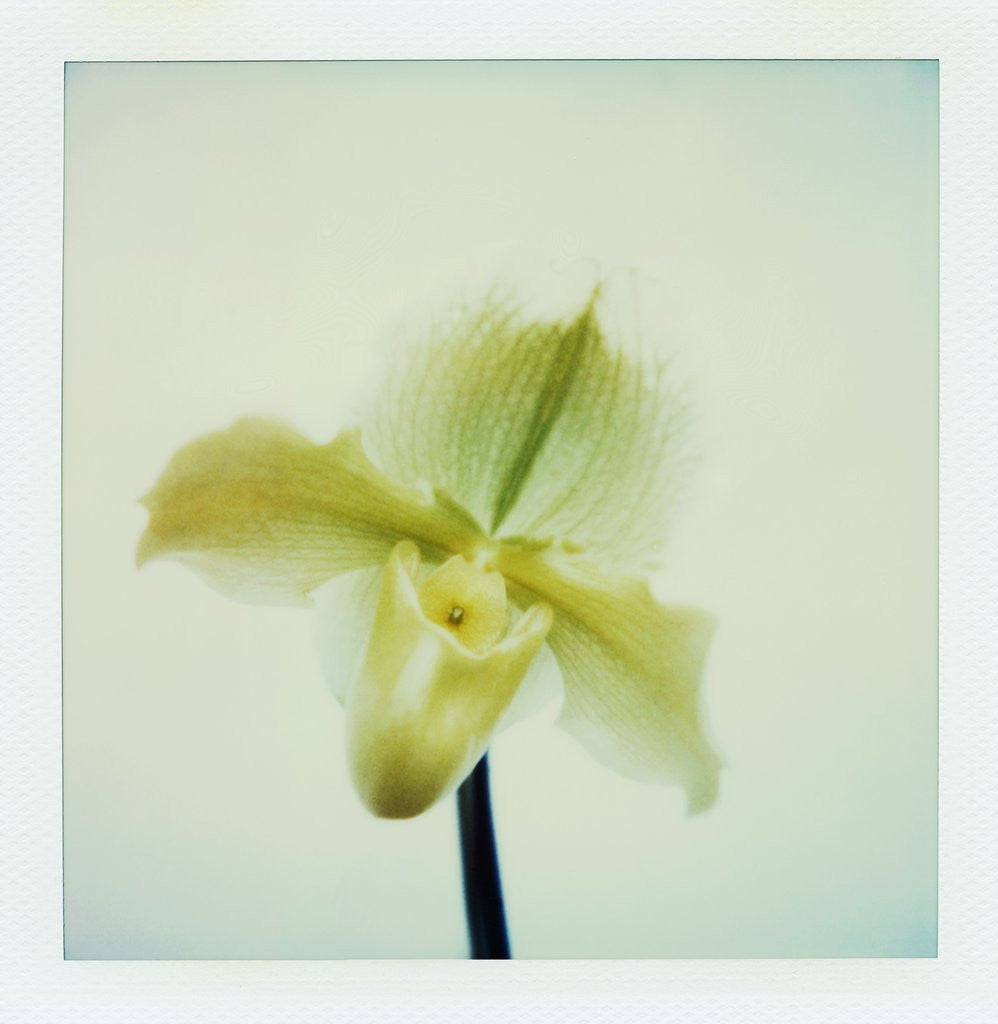 Detail of Yellow Lady Slipper Orchid by Anonymous