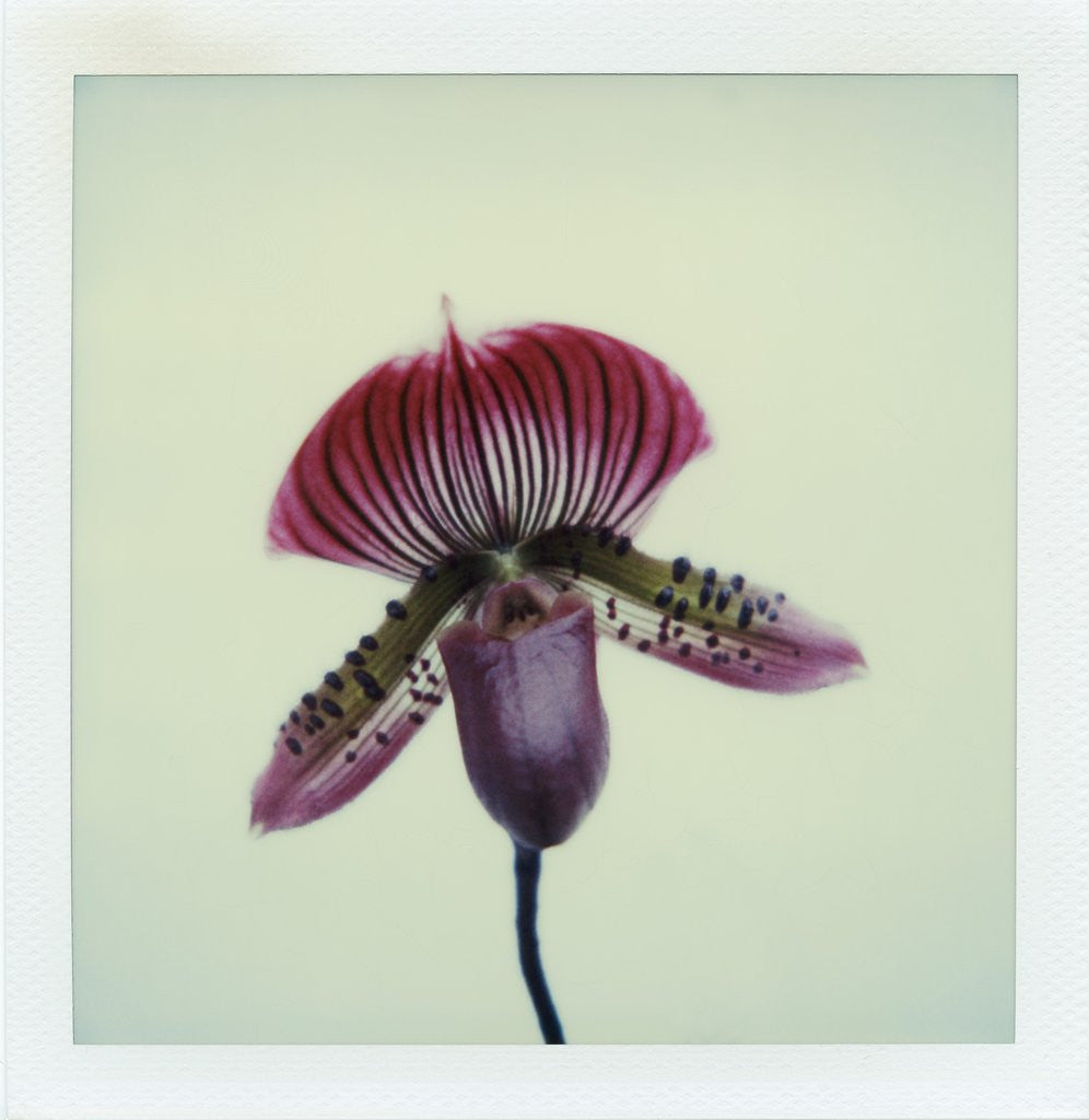 Detail of Lady Slipper Orchid by Anonymous