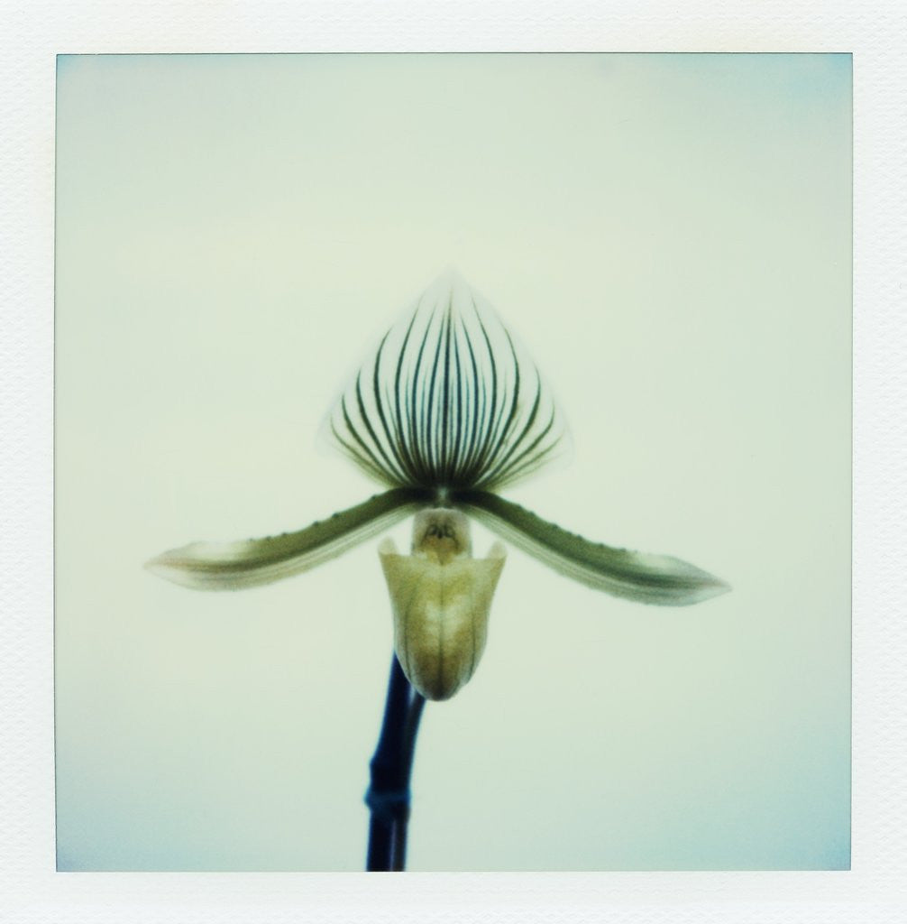 Detail of Lady Slipper Orchid by Anonymous