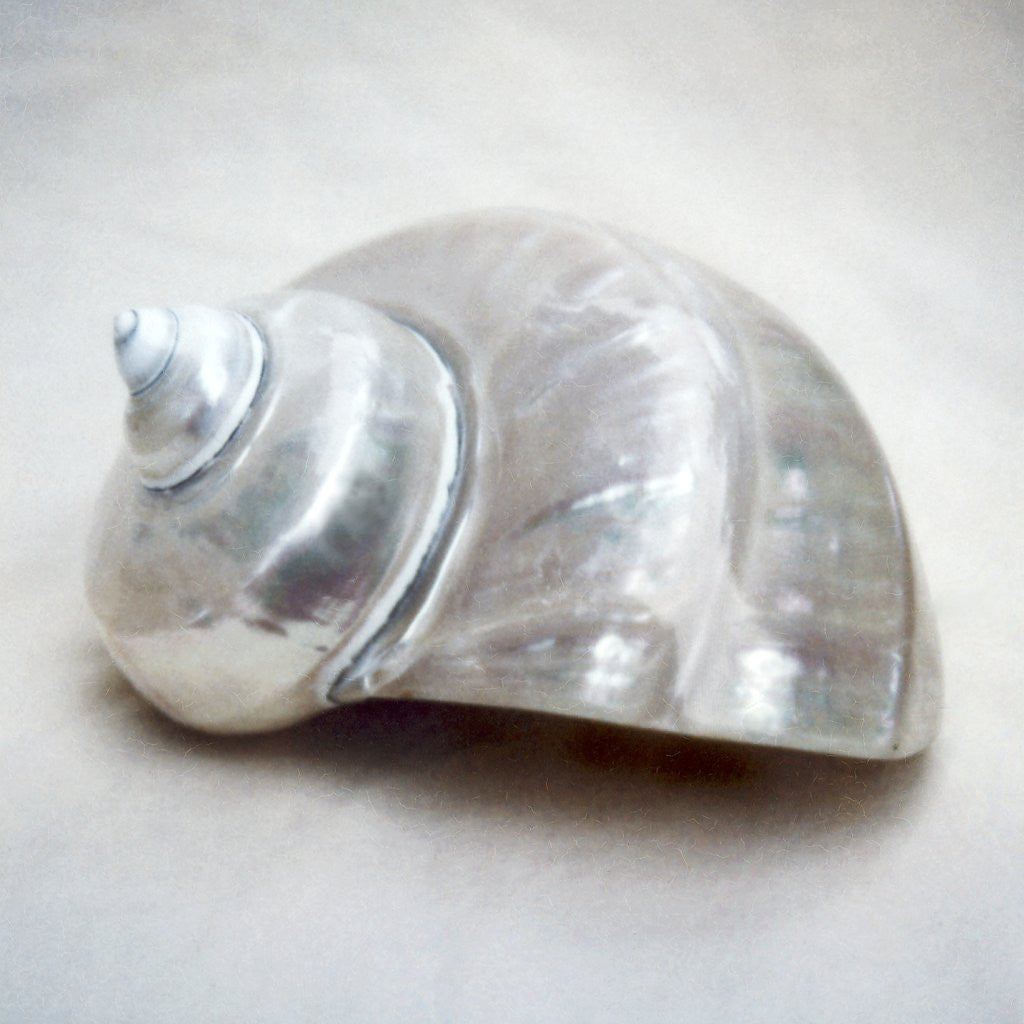 Detail of Pearl Turban Shell by Anonymous