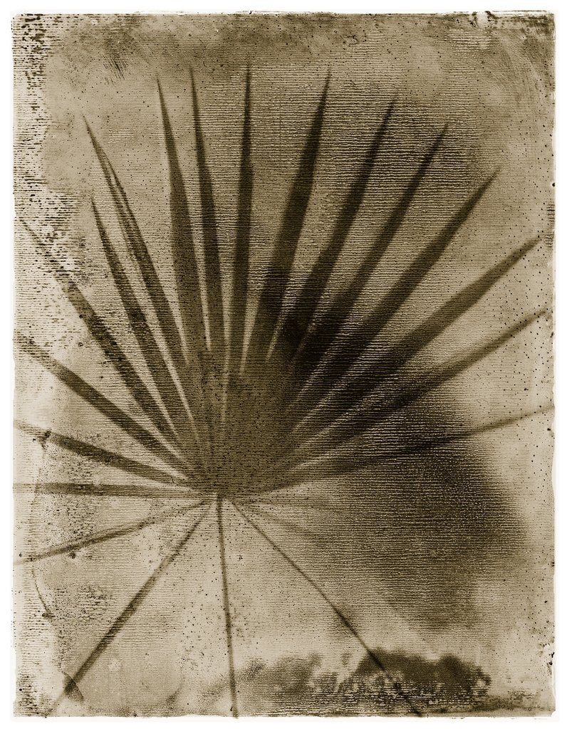 Detail of Palmetto Palm by Anonymous