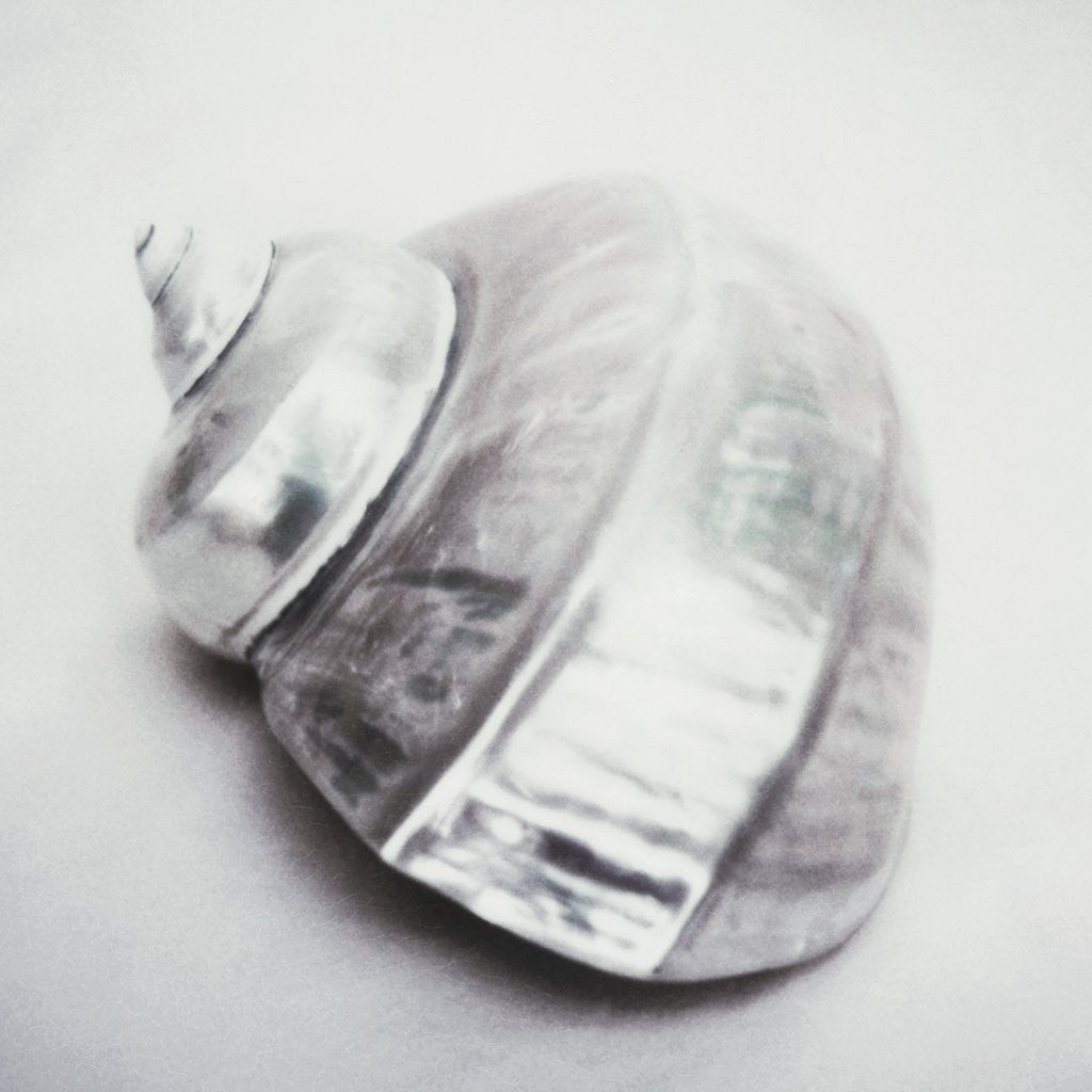 Detail of Pearl Turban Shell by Anonymous