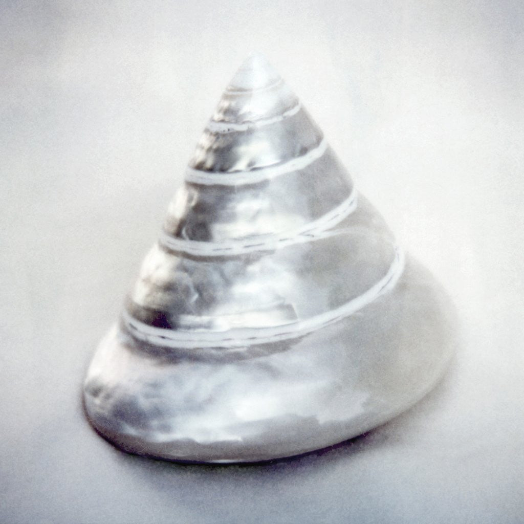 Detail of Pearl Trochus Shell by Anonymous