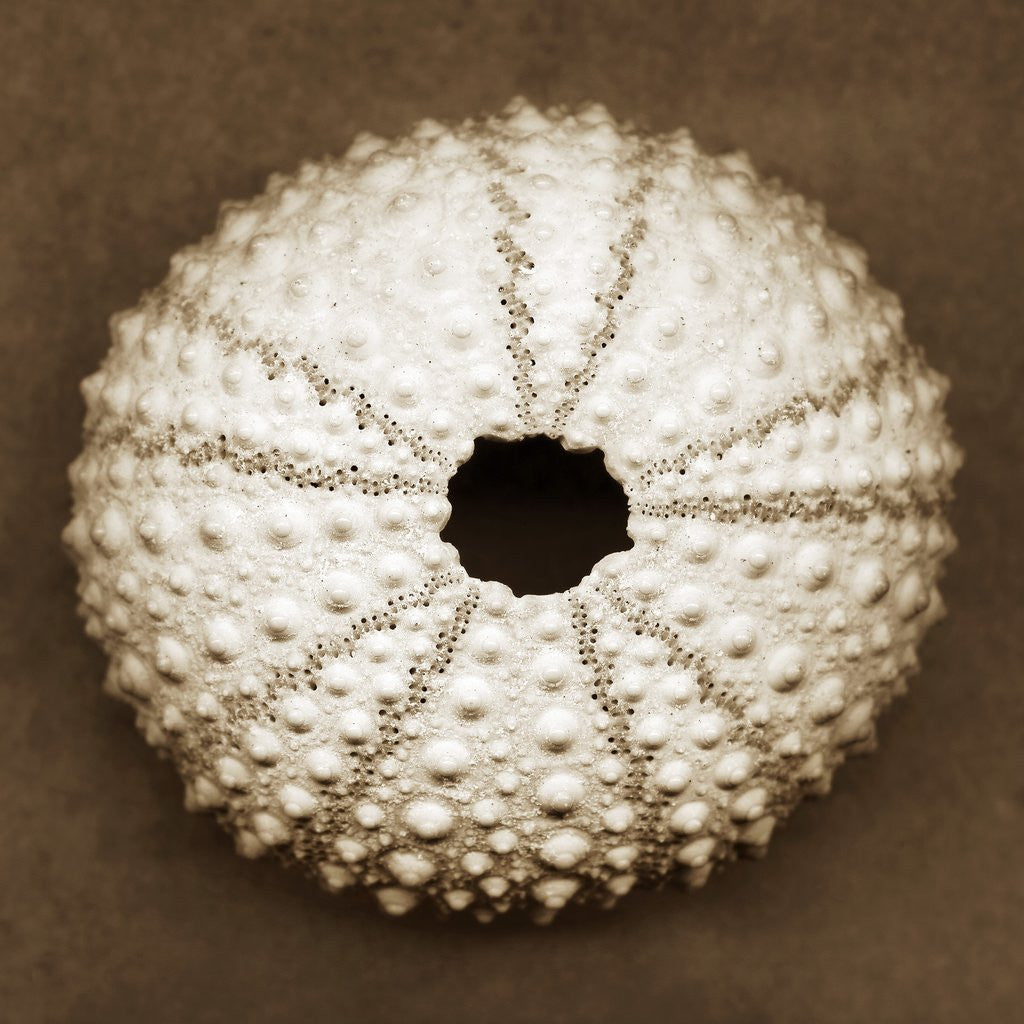 Detail of Pink Sea Urchin by Anonymous