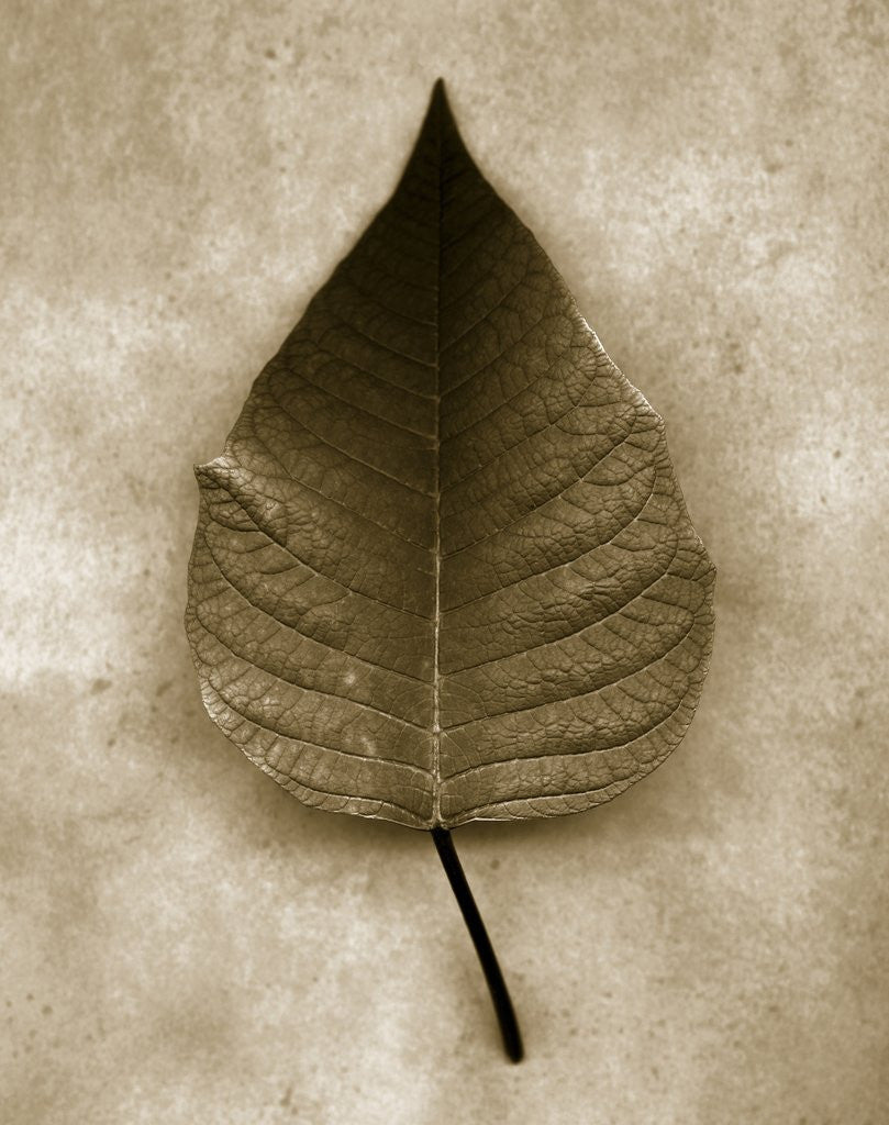 Detail of Poinsettia Leaf by Anonymous