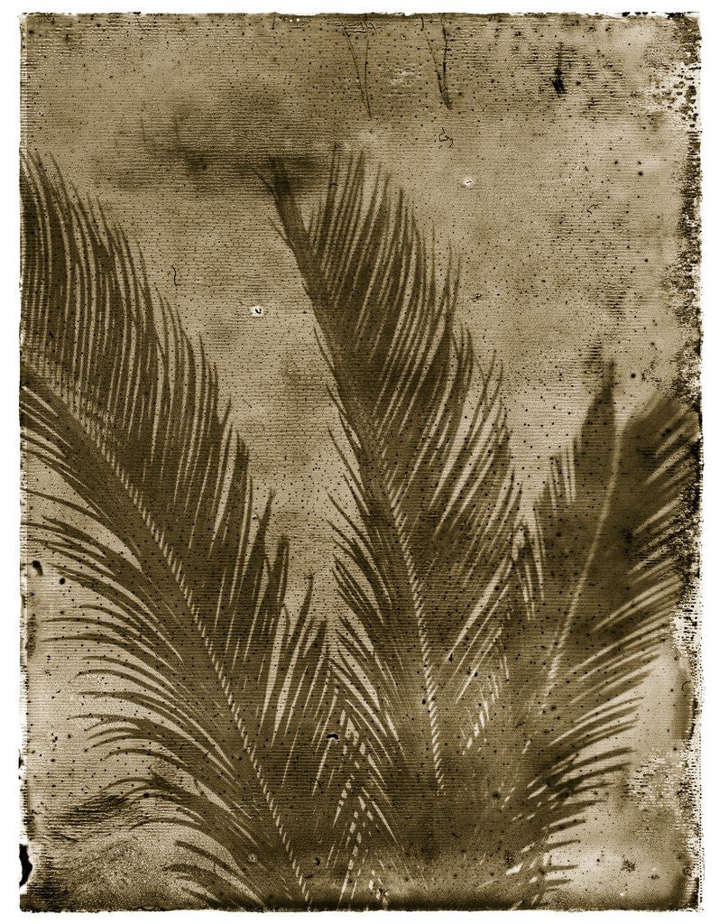 Sago Palm by Corbis