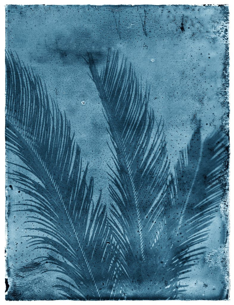 Detail of Sago Palm by Anonymous