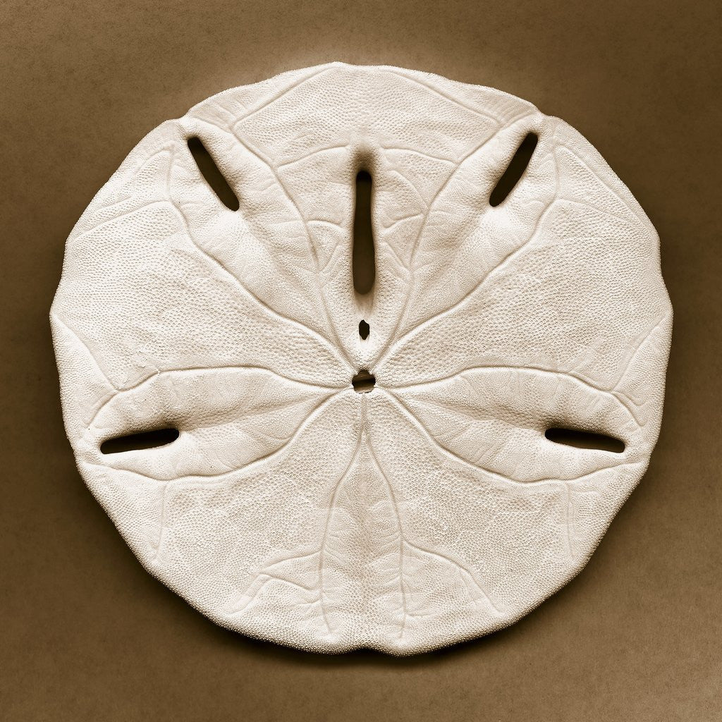 Detail of Sand Dollar by Anonymous