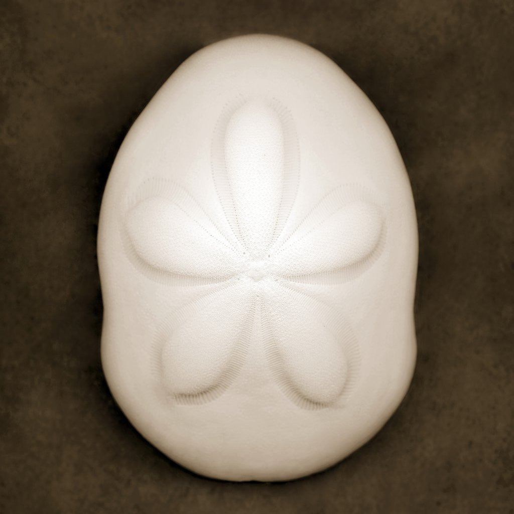 Detail of Sea Biscuit by Anonymous