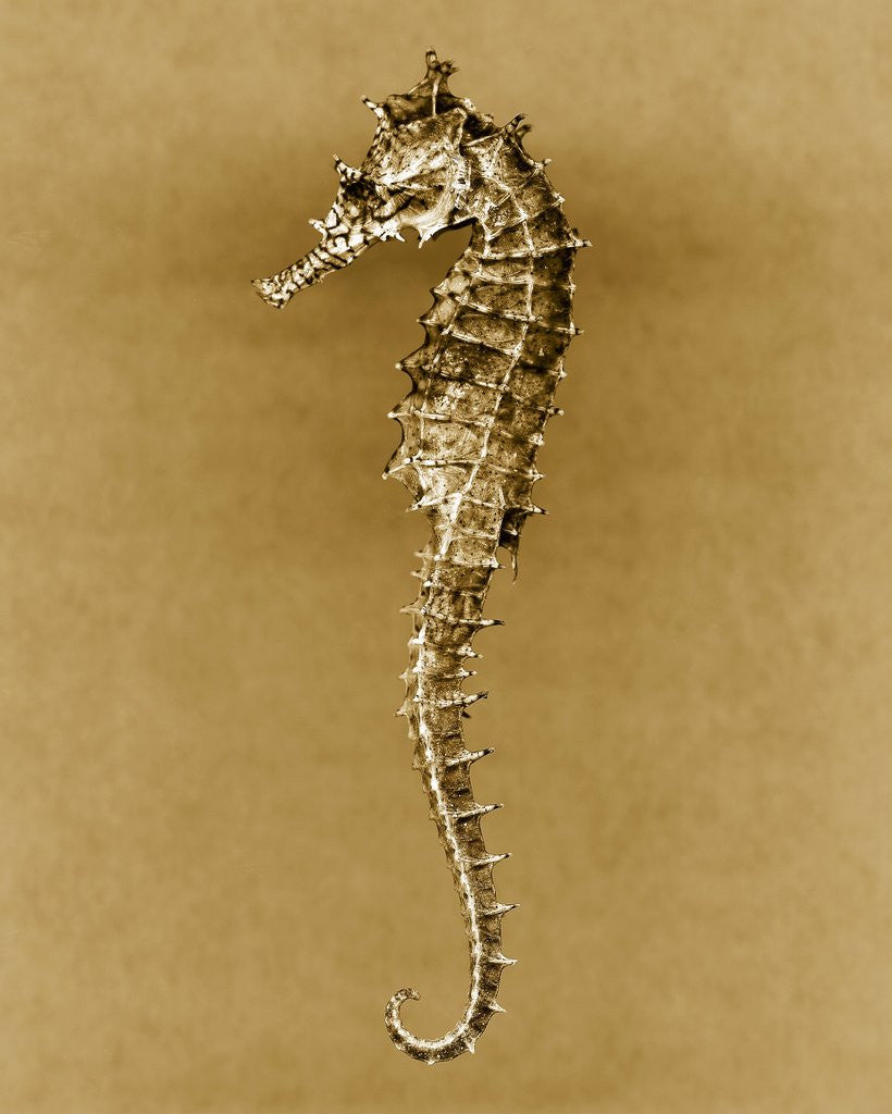 Detail of Sea Horse by Anonymous