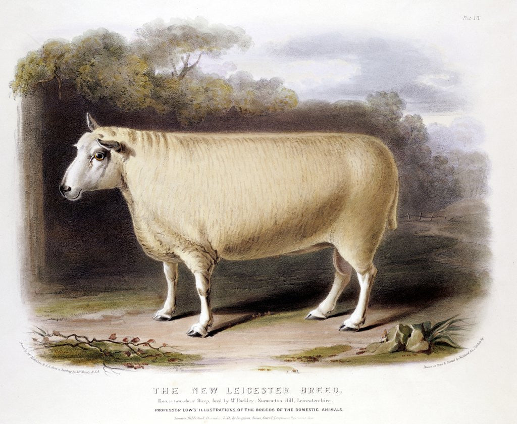 Detail of New Leicester ram by Anonymous