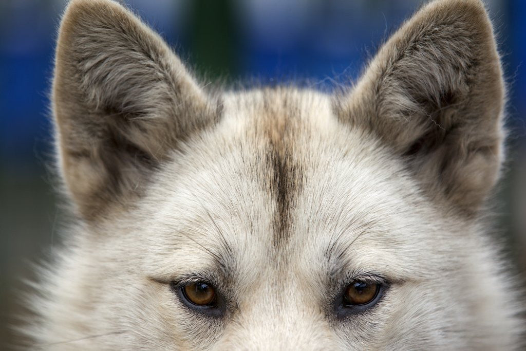 Detail of Sled Dog in Greenland by Anonymous