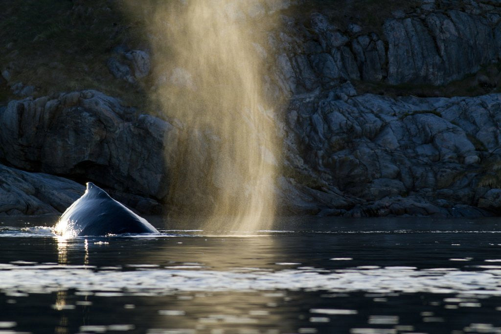 Detail of Humpback whale in Disko Bay in Greenland by Anonymous