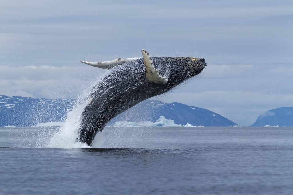 Detail of Humpback whale calf breach in Disko Bay in Greenland by Anonymous