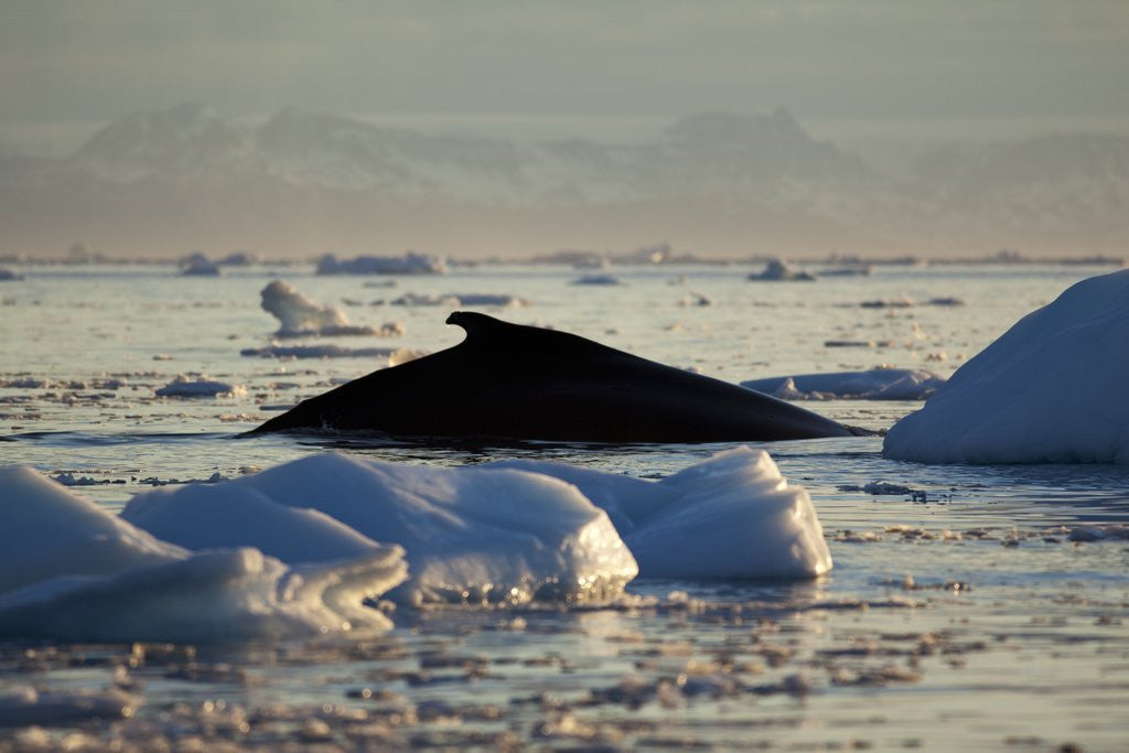 Detail of Humpback Whale in Disko Bay in Greenland by Anonymous